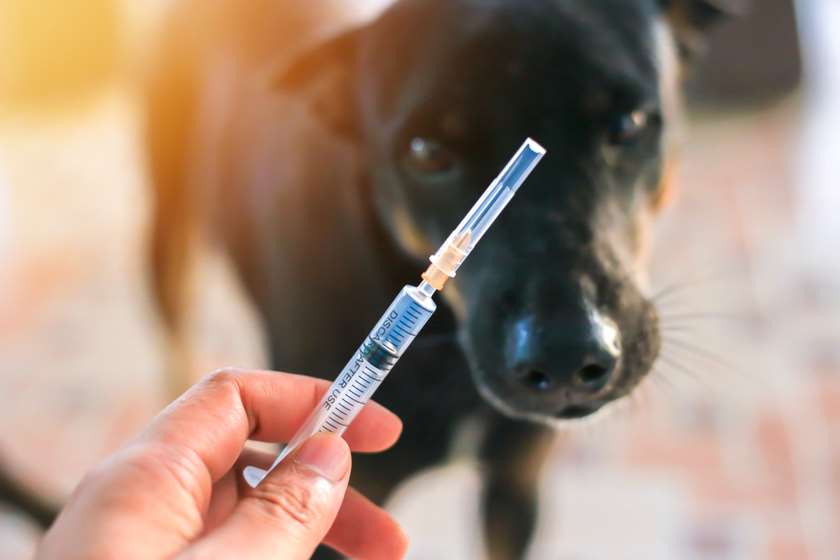 Child scratched by rabid dog in Tbilisi unidentified