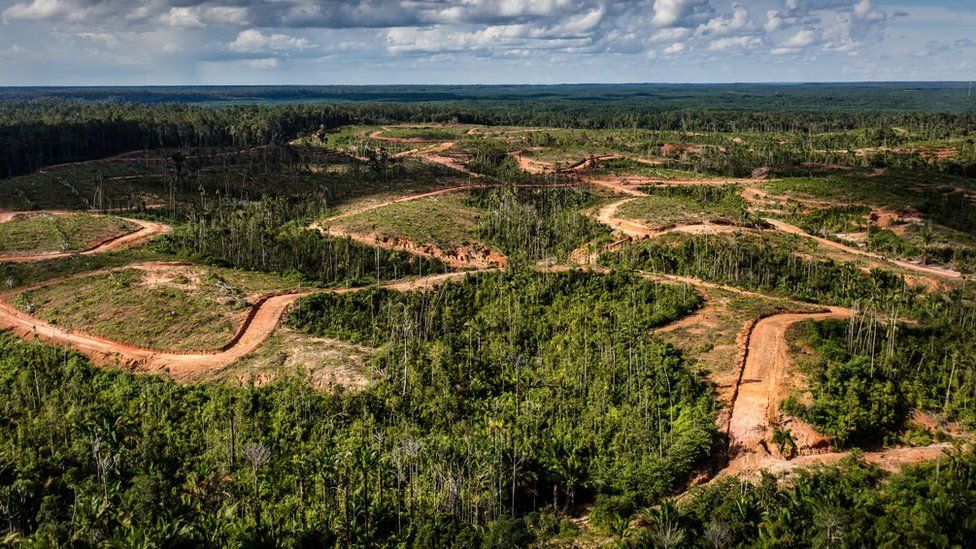 Korean palm oil giant stripped of sustainability status