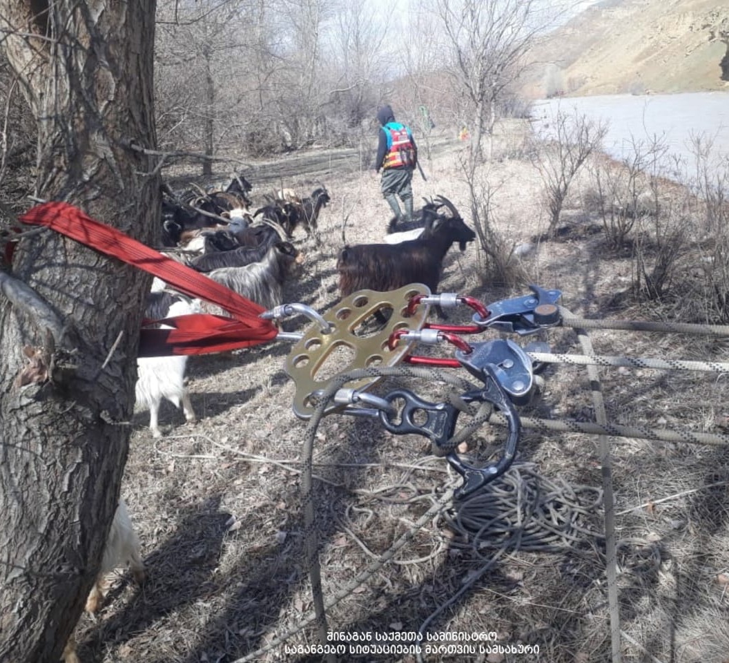 ქვახვრელთან წარმოქმნილი კუნძულიდან მეხანძრე-მაშველებმა წვრილფეხა პირუტყვის გამოყვანა დაიწყეს