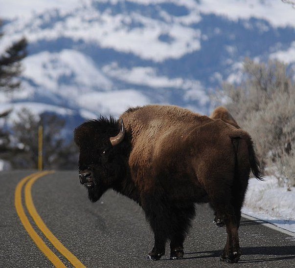 Grand Canyon lottery to kill bison gathers 45,000 entries