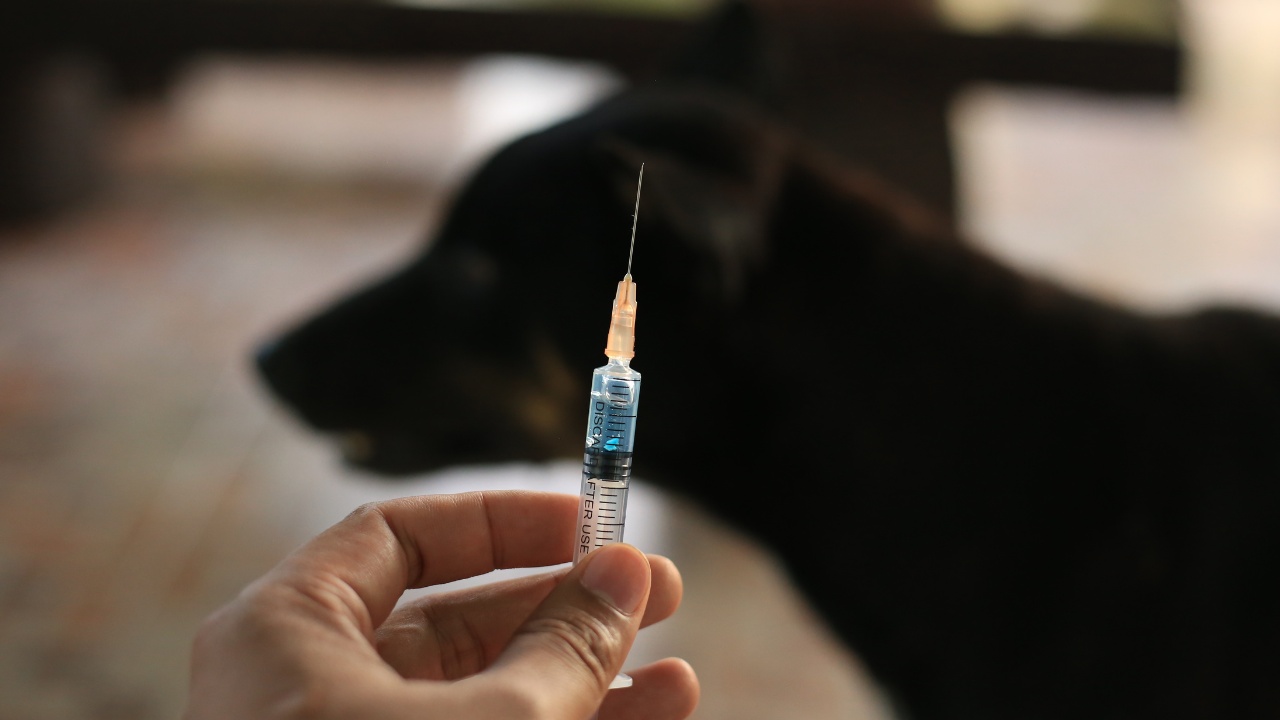 Teenager scratched by rabid dog in Tbilisi found vaccinated