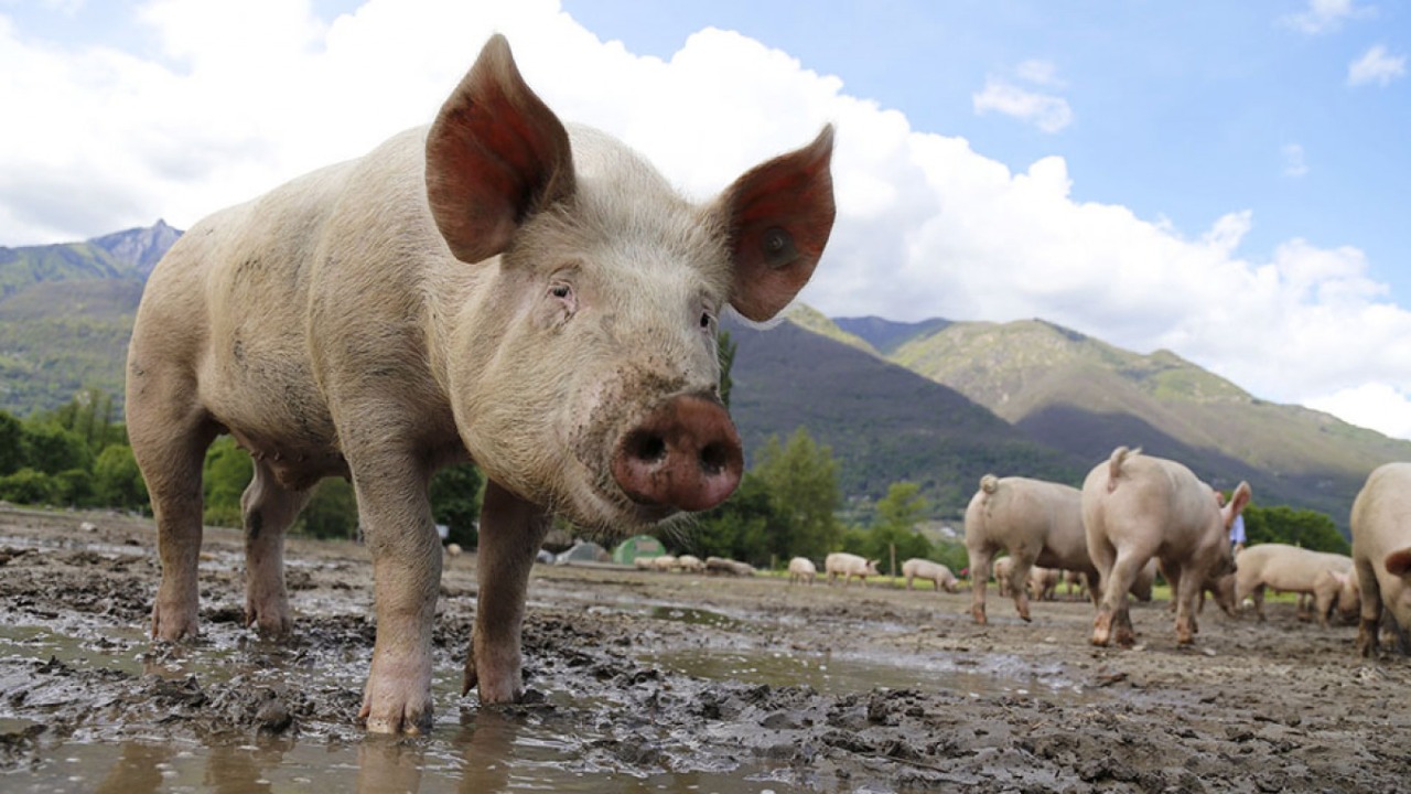 Russia accuses Georgia of spreading Swine Fever, pointing at Tbilisi Lugar lab