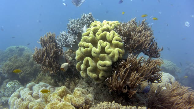 Australia races against time to avoid an ‘in danger’ rating at UNESCO vote