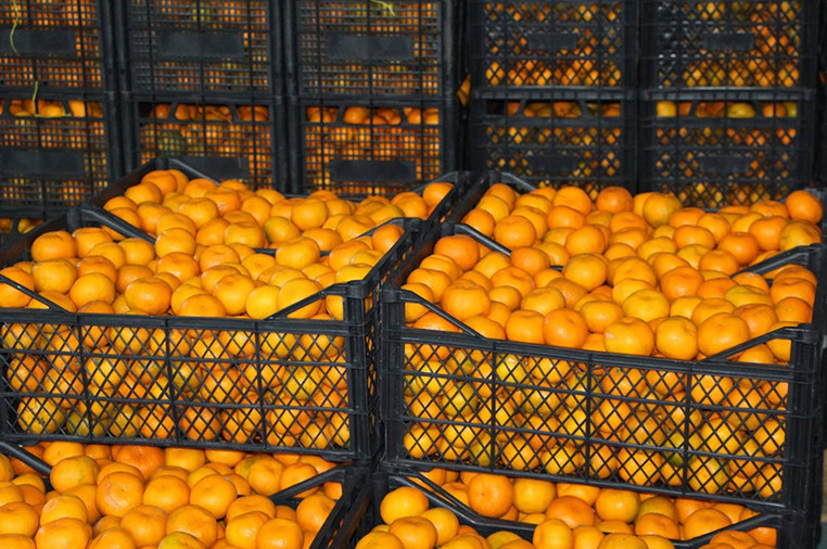 34 800 კილოგრამი მანდარინი სარფის საბაჟოდან თურქეთში გააბრუნეს