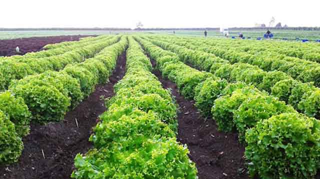Georgian farmers set to sell 200 tons of lettuce leaves to McDonalds in Russia, look for new markets
