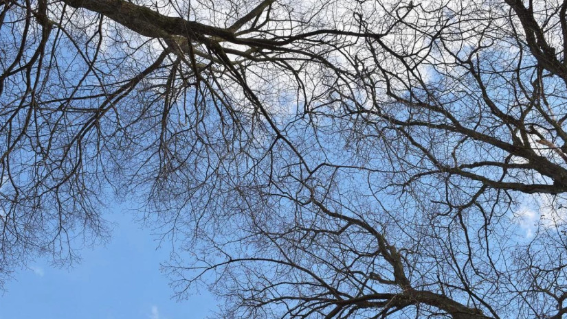 2 დეკემბრამდე მოსალოდნელი ამინდი საქართველოში